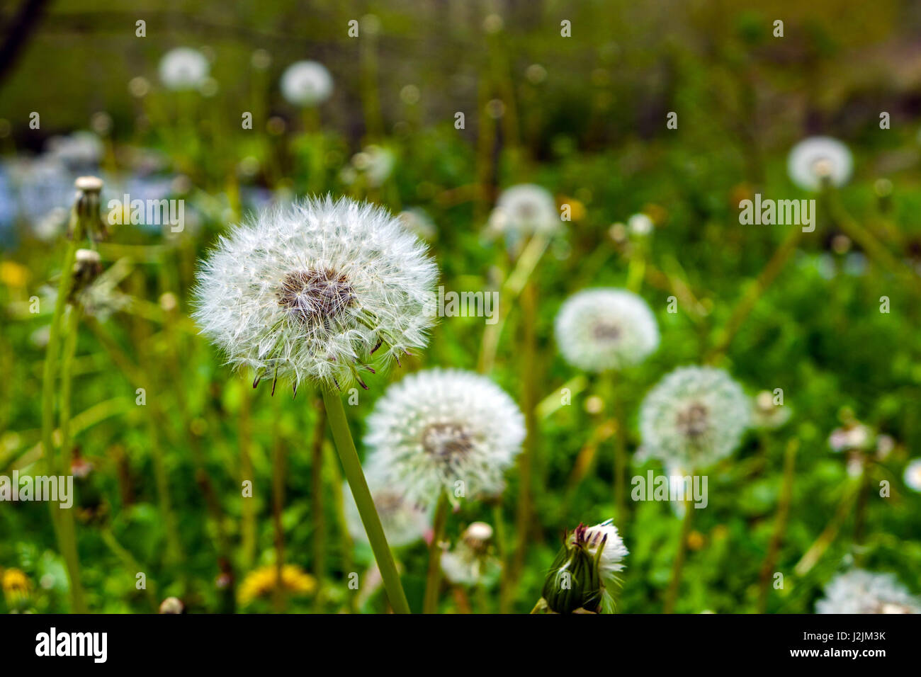 Löwenzahn-Uhr, Samen mit Fluss hinter Stockfoto