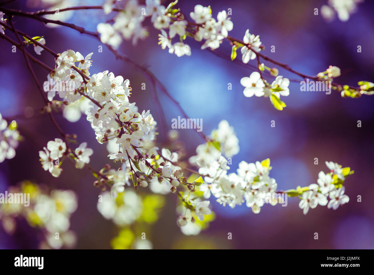 Blau lila Vintage Blüte Cherry Zweig. Frühling natürlichen Hintergrund Stockfoto