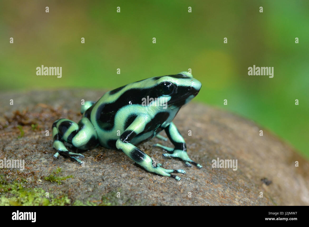 Ein schwarzer und grüner Pfeilgiftfrosch im Dschungel Mittelamerikas Stockfoto