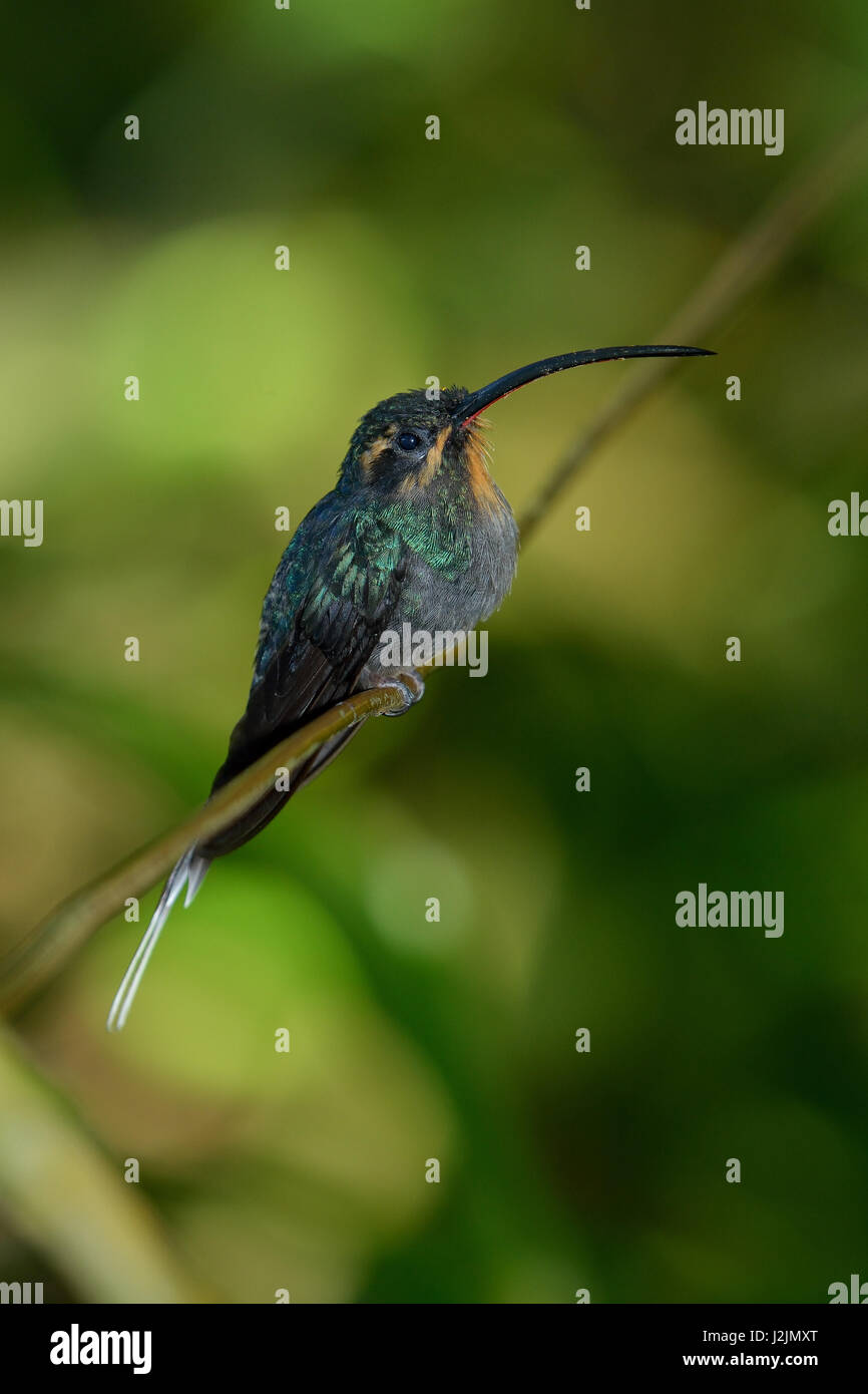 Ein grüner Einsiedler hummingbird Cloud forest ein Costa Ricas Stockfoto