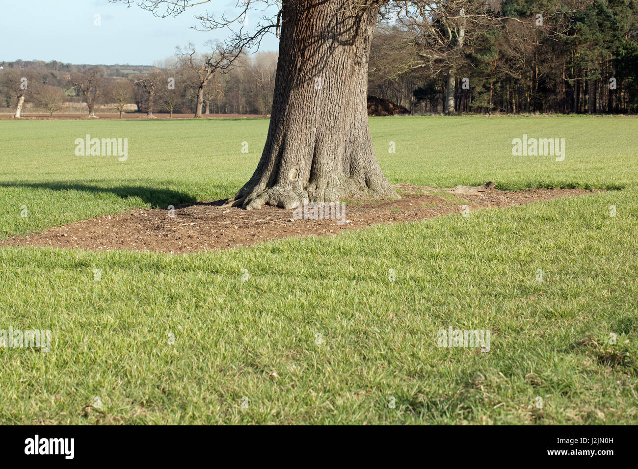 Basis der Eiche (Quercus Rubur), rücksichtsvoll weiten Bogen durch Maschinen zum Schutz der Wurzeln vor Pflug Anteil und Boden Verdichtung Schäden geben. Norfolk. Stockfoto