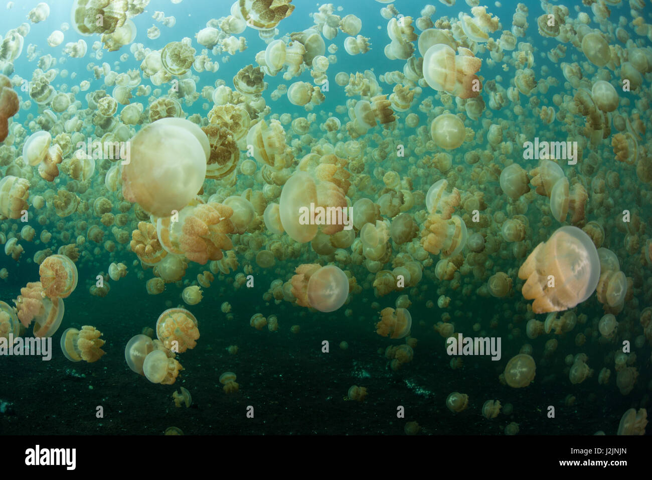 Millionen von endemische Quallen (Mastigias Papua Etpisonii) schwimmen in einem isolierten marine See in der Republik Palau. Stockfoto