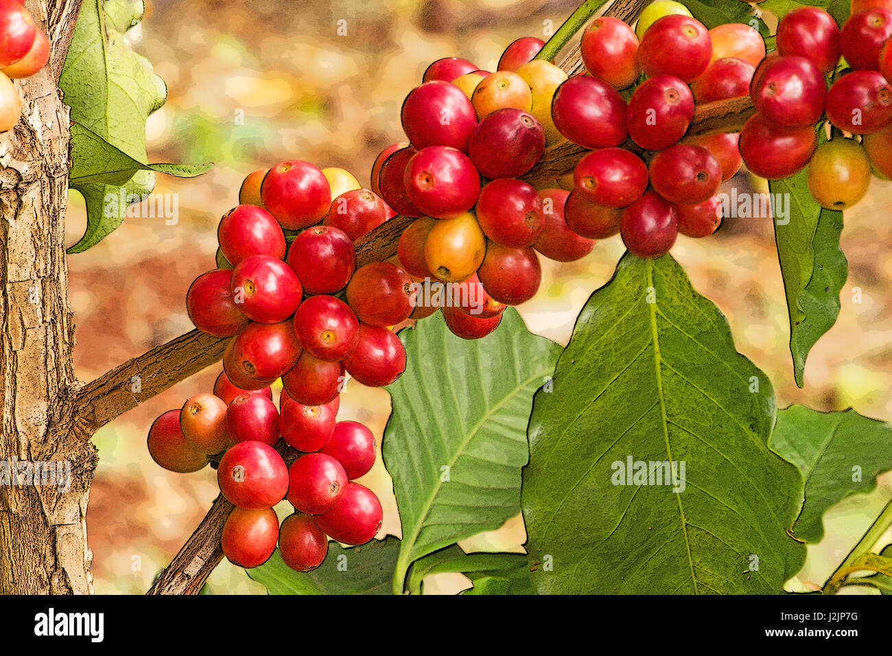 Kaffee Baum mit reifen Früchten Stockfotografie Alamy
