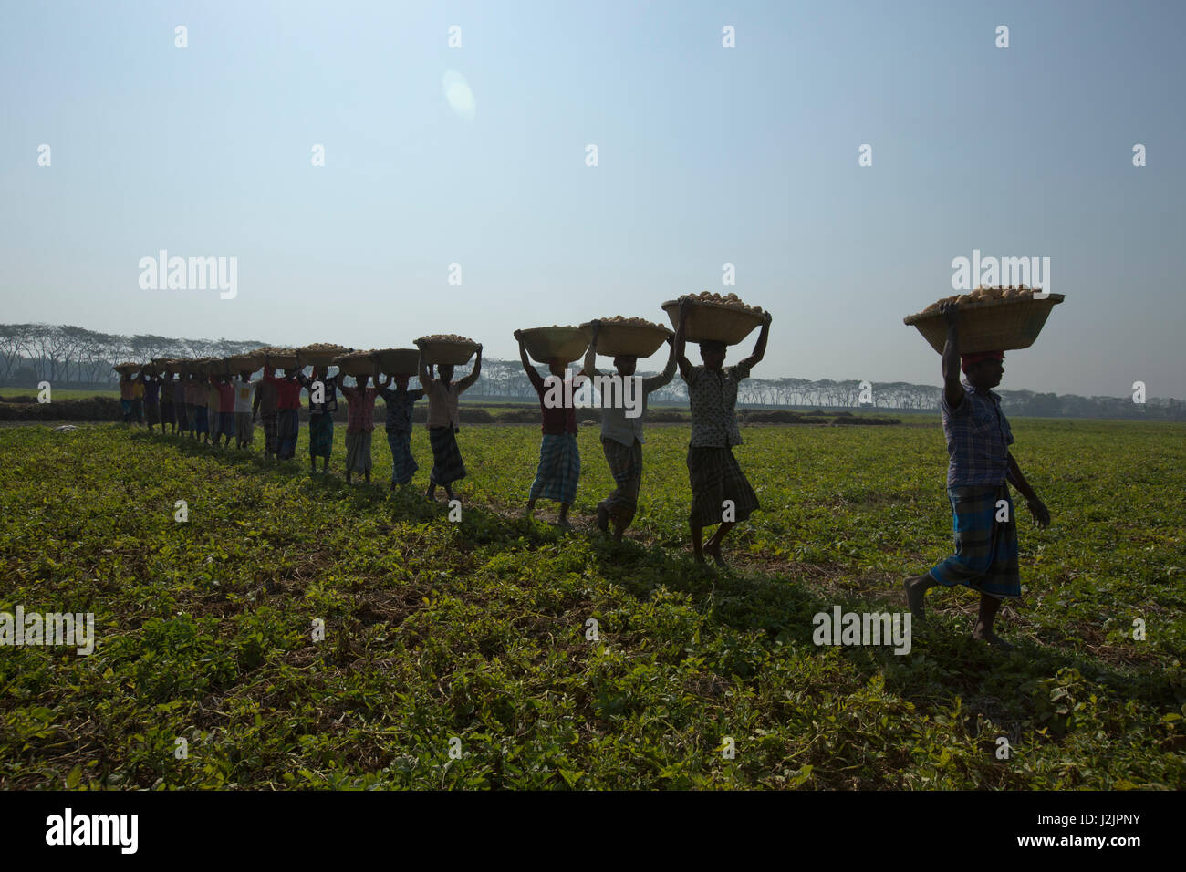 Bauern tragen Körbe mit Kartoffeln nach der Ernte vom Feld. Munshiganj, Bangladesch. Stockfoto