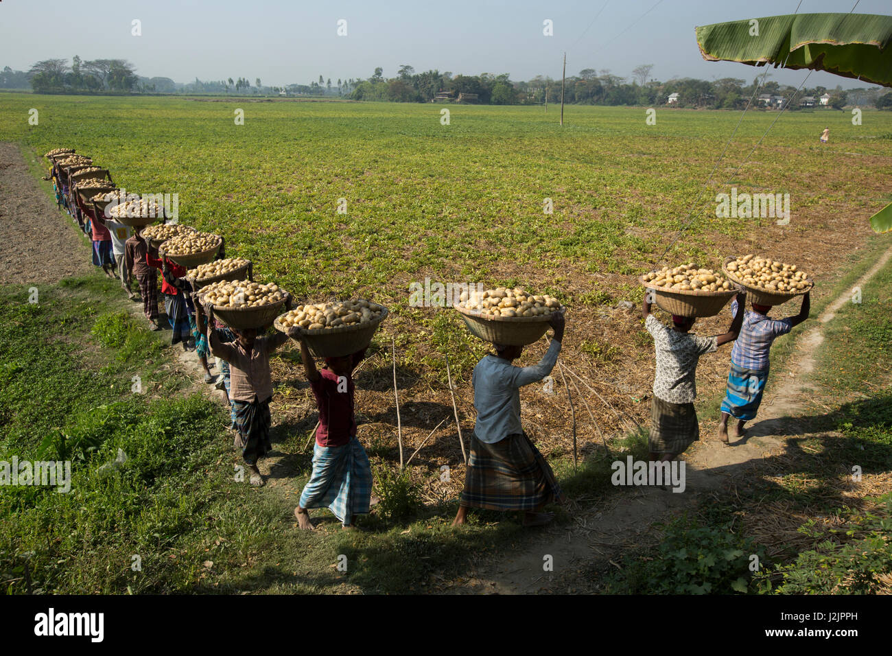 Bauern tragen Körbe mit Kartoffeln nach der Ernte vom Feld. Munshiganj, Bangladesch. Stockfoto