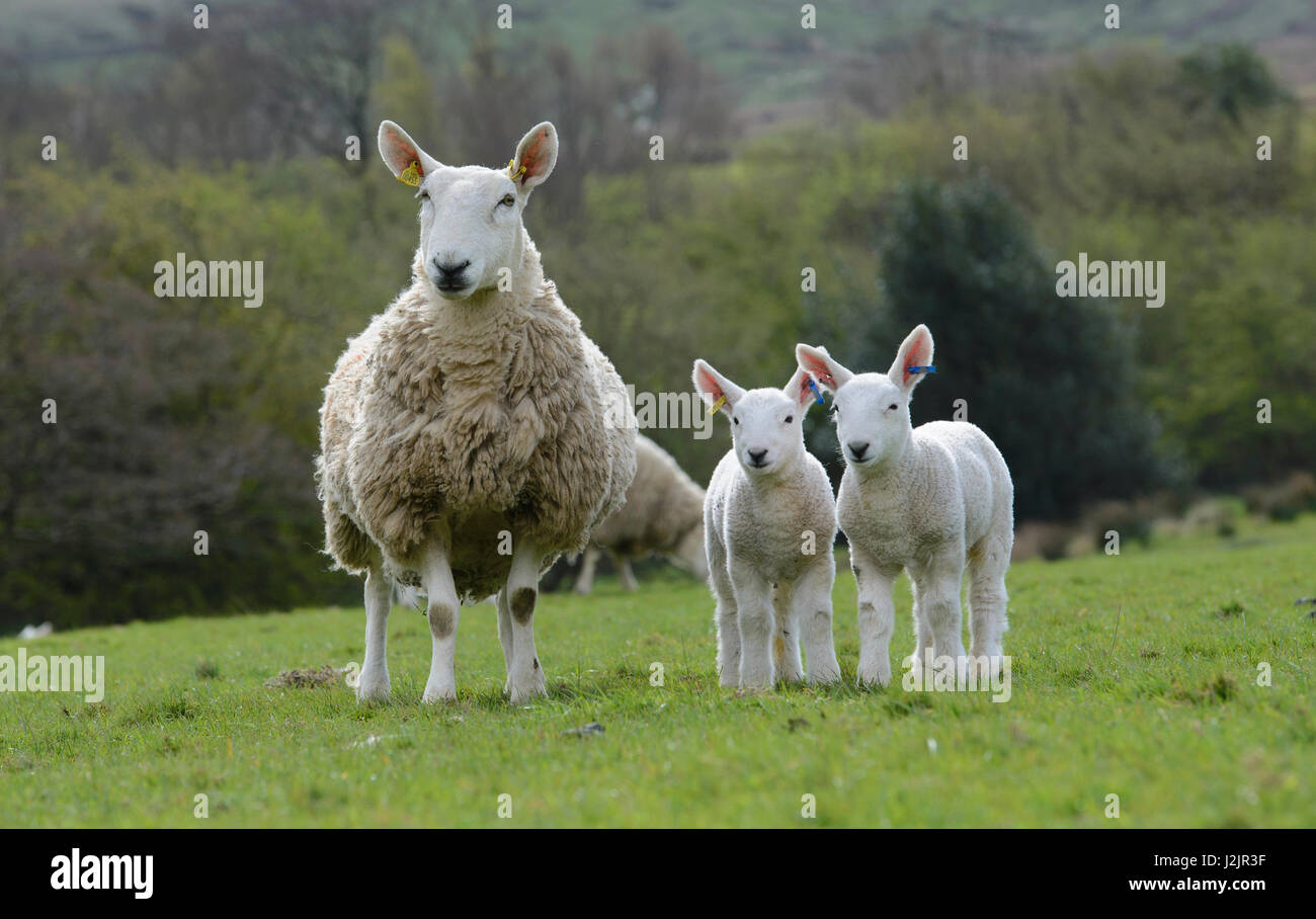 North Country Cheviot Schafe und Lämmer, Edale, Derbyshire. Stockfoto