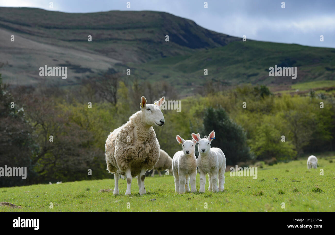 North Country Cheviot Schafe und Lämmer, Edale, Derbyshire. Stockfoto