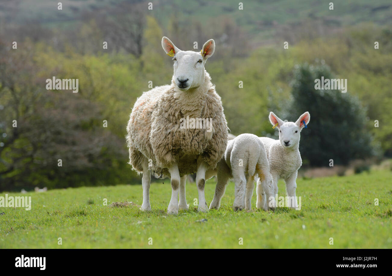 North Country Cheviot Ewe und Lämmer, Edale, Derbyshire. Stockfoto