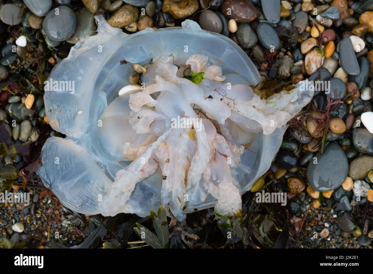 Aberystwyth Wales UK, Samstag, 29. April 2017 UK Wetter - Hunderte von Quallen angespült am Strand bei Flut an einem hellen sonnigen, aber windigen Morgen am Meer in Aberystwyth zu Beginn der Mayday Bank Holiday Wochenende Photo Credit: Keith Morris/Alamy Live-Nachrichten Stockfoto
