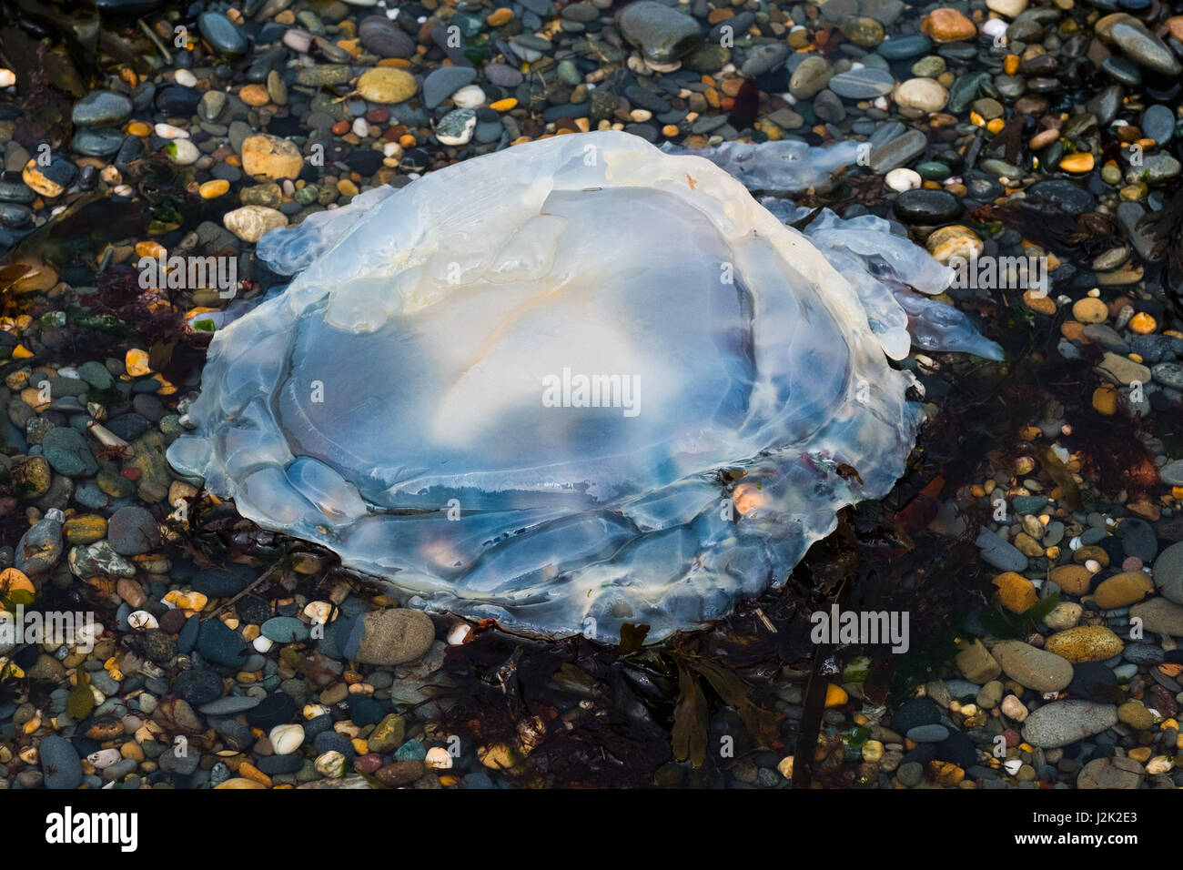 Aberystwyth Wales UK, Samstag, 29. April 2017 UK Wetter - Hunderte von Quallen angespült am Strand bei Flut an einem hellen sonnigen, aber windigen Morgen am Meer in Aberystwyth zu Beginn der Mayday Bank Holiday Wochenende Photo Credit: Keith Morris/Alamy Live-Nachrichten Stockfoto