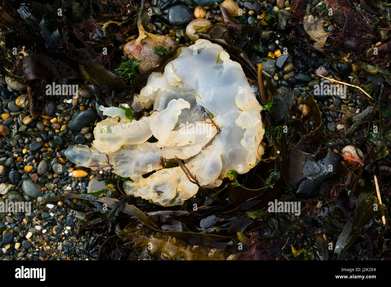 Aberystwyth Wales UK, Samstag, 29. April 2017 UK Wetter - Hunderte von Quallen angespült am Strand bei Flut an einem hellen sonnigen, aber windigen Morgen am Meer in Aberystwyth zu Beginn der Mayday Bank Holiday Wochenende Photo Credit: Keith Morris/Alamy Live-Nachrichten Stockfoto