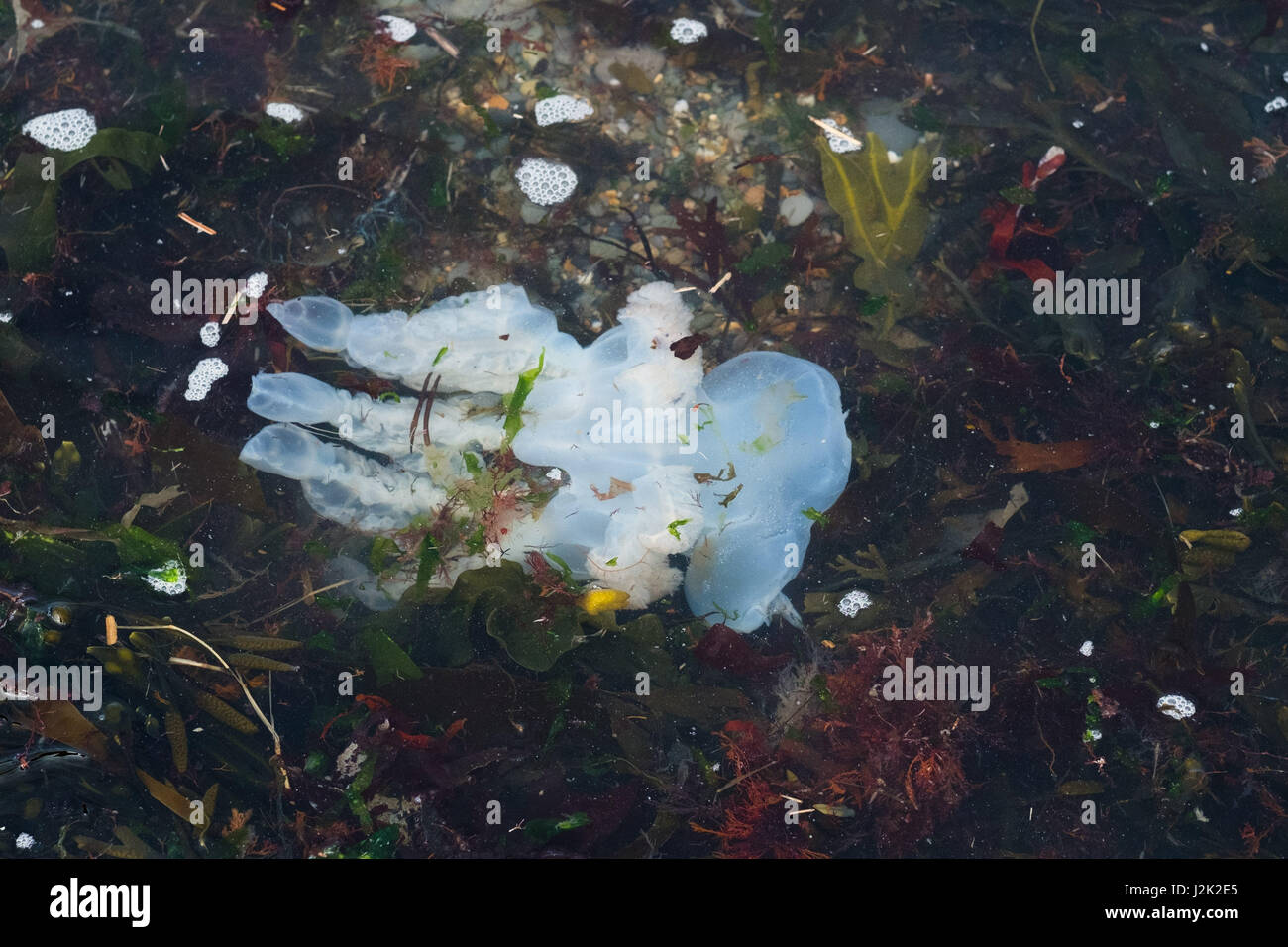 Aberystwyth Wales UK, Samstag, 29. April 2017 UK Wetter - Hunderte von Quallen angespült am Strand bei Flut an einem hellen sonnigen, aber windigen Morgen am Meer in Aberystwyth zu Beginn der Mayday Bank Holiday Wochenende Photo Credit: Keith Morris/Alamy Live-Nachrichten Stockfoto