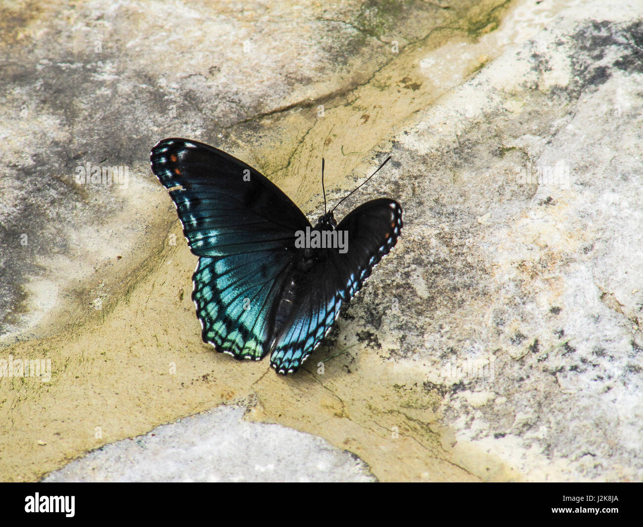 Nahaufnahme Von White Admiral Rot Gefleckten Lila Blaue Schmetterling Oder Limenitis Arthemis Stockfotografie Alamy