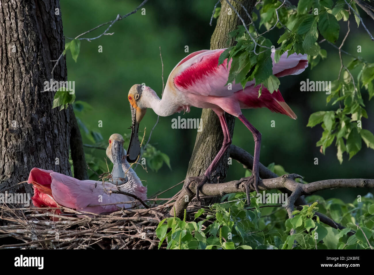 Jefferson-Insel Stockfoto