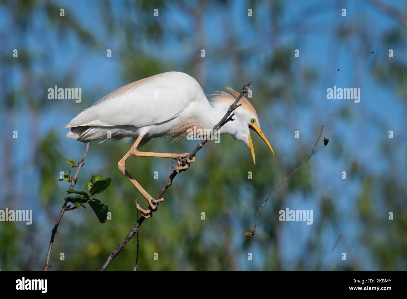 Vieh Egret Millers See, Louisiana Stockfoto