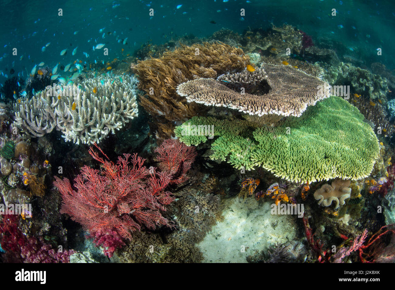 Eine lebendige Korallenriff wächst im flachen Wasser in Raja Ampat, Indonesien. Dieses Gebiet ist für seine spektakulären Artenvielfalt bekannt. Stockfoto