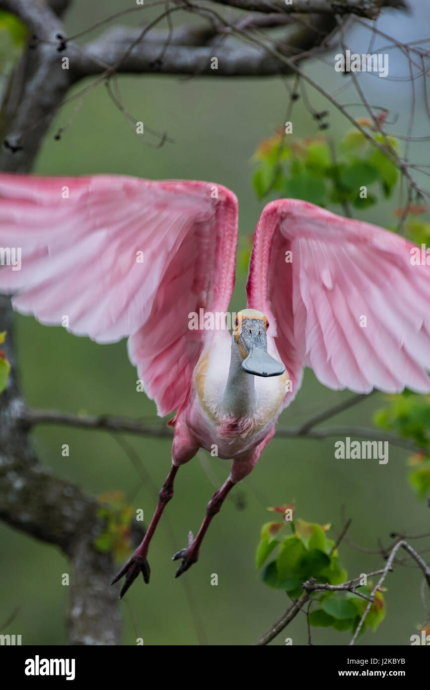 Südwestlichen Louisiana 2017-03-18 Stockfoto