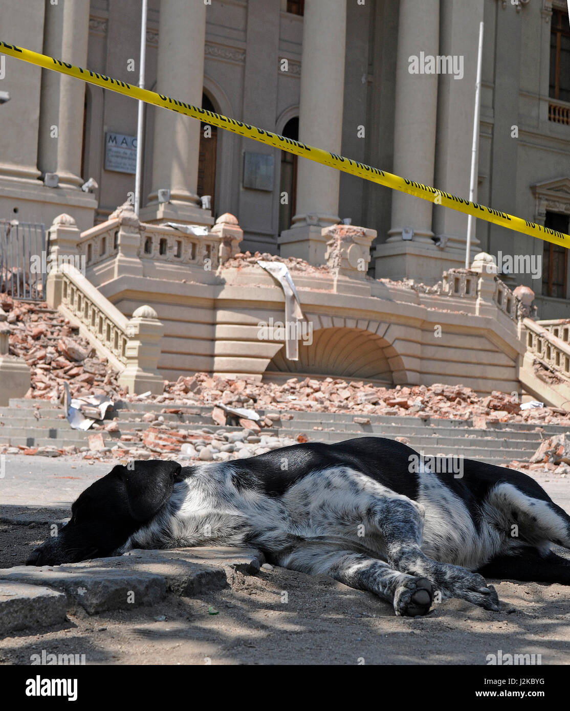 Ein streunender Hund liegt vor Schäden am Museo Bellas Artes in Santiago de Chile von Chiles 8,8-Erdbeben am 27. Februar 2010 Stockfoto