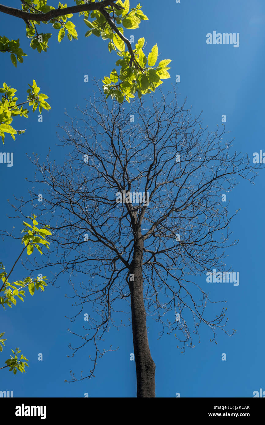 Ein GГ¶tterbaum Altissima ist noch inaktiv, aber ein Kastanienbaum kommt ins Blatt. Peking, China. Stockfoto