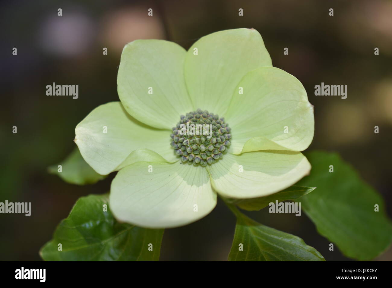 Kleine pazifische Hartriegel Baum Blume. Stockfoto