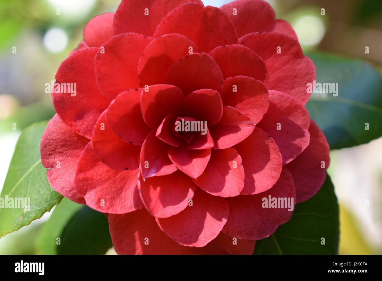 Camellia Blume. Stockfoto