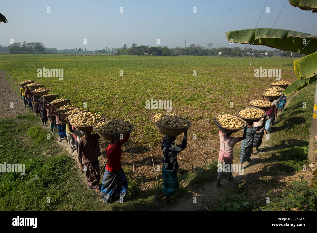 Bauern tragen Körbe mit Kartoffeln nach der Ernte vom Feld. Munshiganj, Bangladesch. Stockfoto