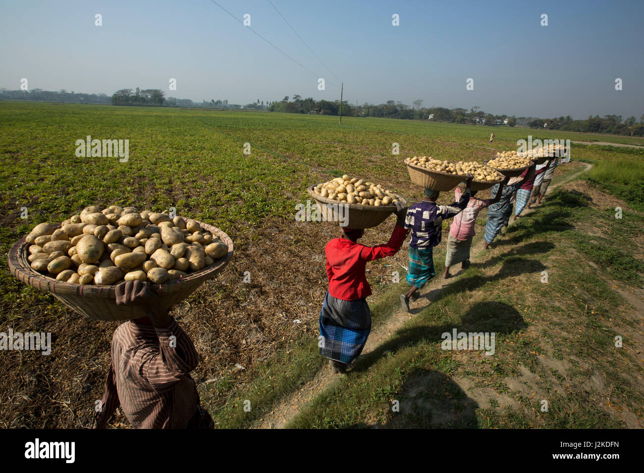 Bauern tragen Körbe mit Kartoffeln nach der Ernte vom Feld. Munshiganj, Bangladesch. Stockfoto