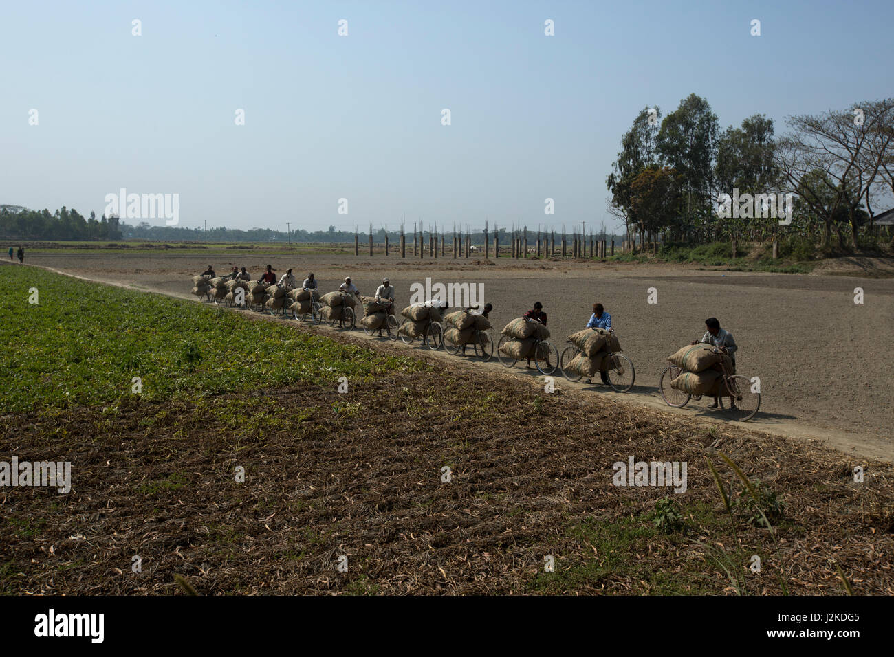 Händler tragen Säcke Kartoffeln durch Fahrrad nach der Ernte vom Feld. Munshiganj, Bangladesch. Stockfoto