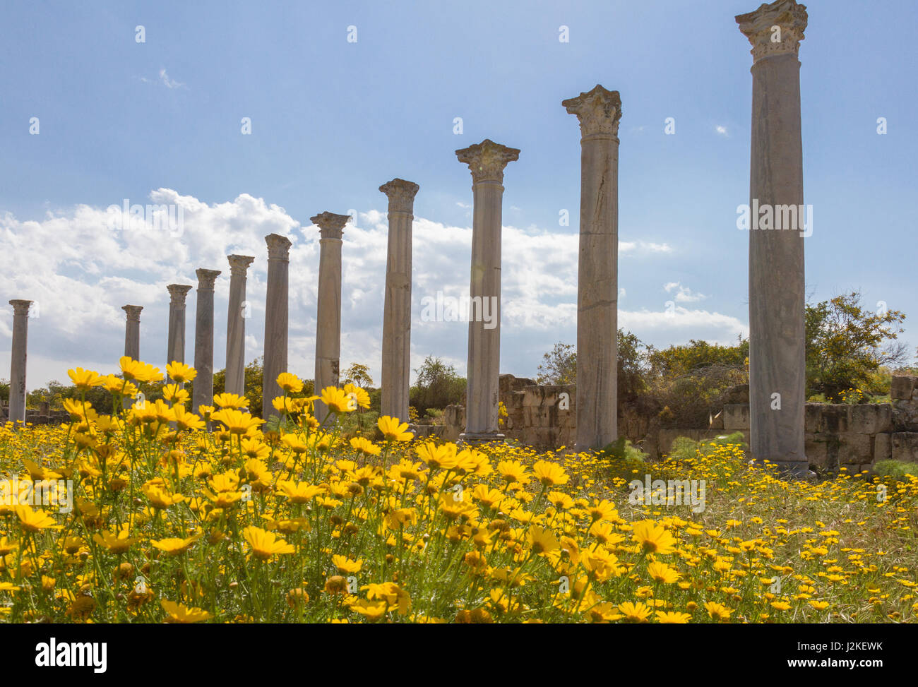 Ruinen der antiken römischen Stadt von Salamis in der Nähe von Famagusta auf Zypern mit gelben Daisiy Blumen im Vordergrund Stockfoto