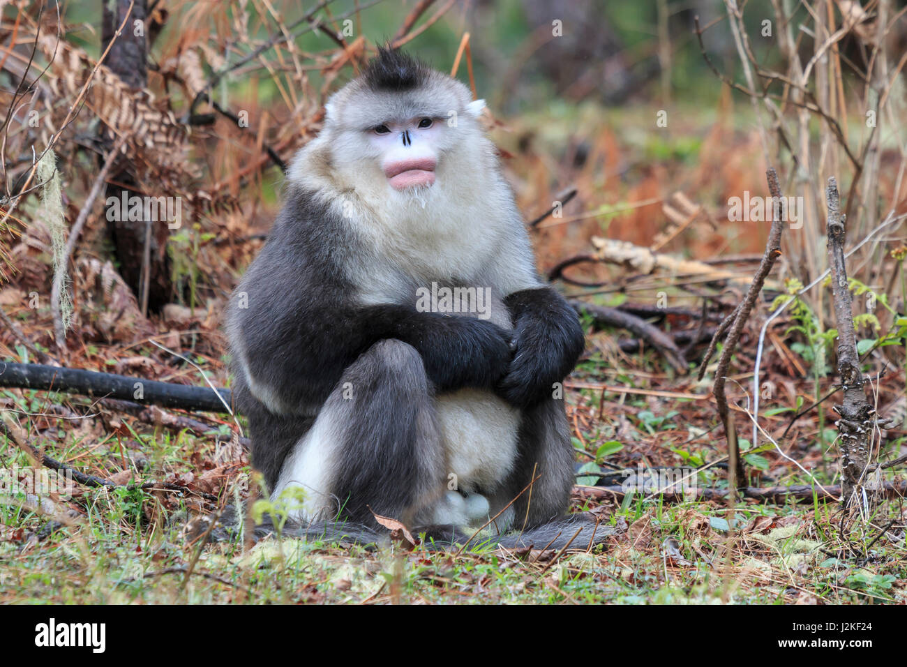 Yunnan schwarz stupsnasige Monkey (Rhinopithecus Bieti) Stockfoto