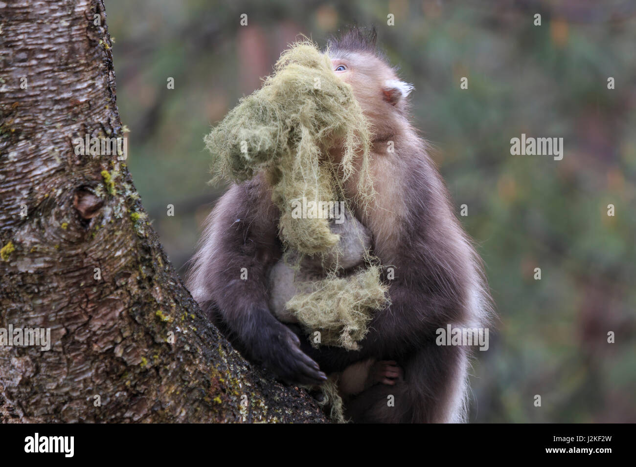 Yunnan schwarz stupsnasige Monkey (Rhinopithecus Bieti) Stockfoto