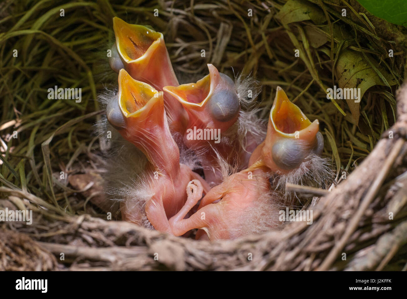 Amerikanische Robins Nest Stockfoto