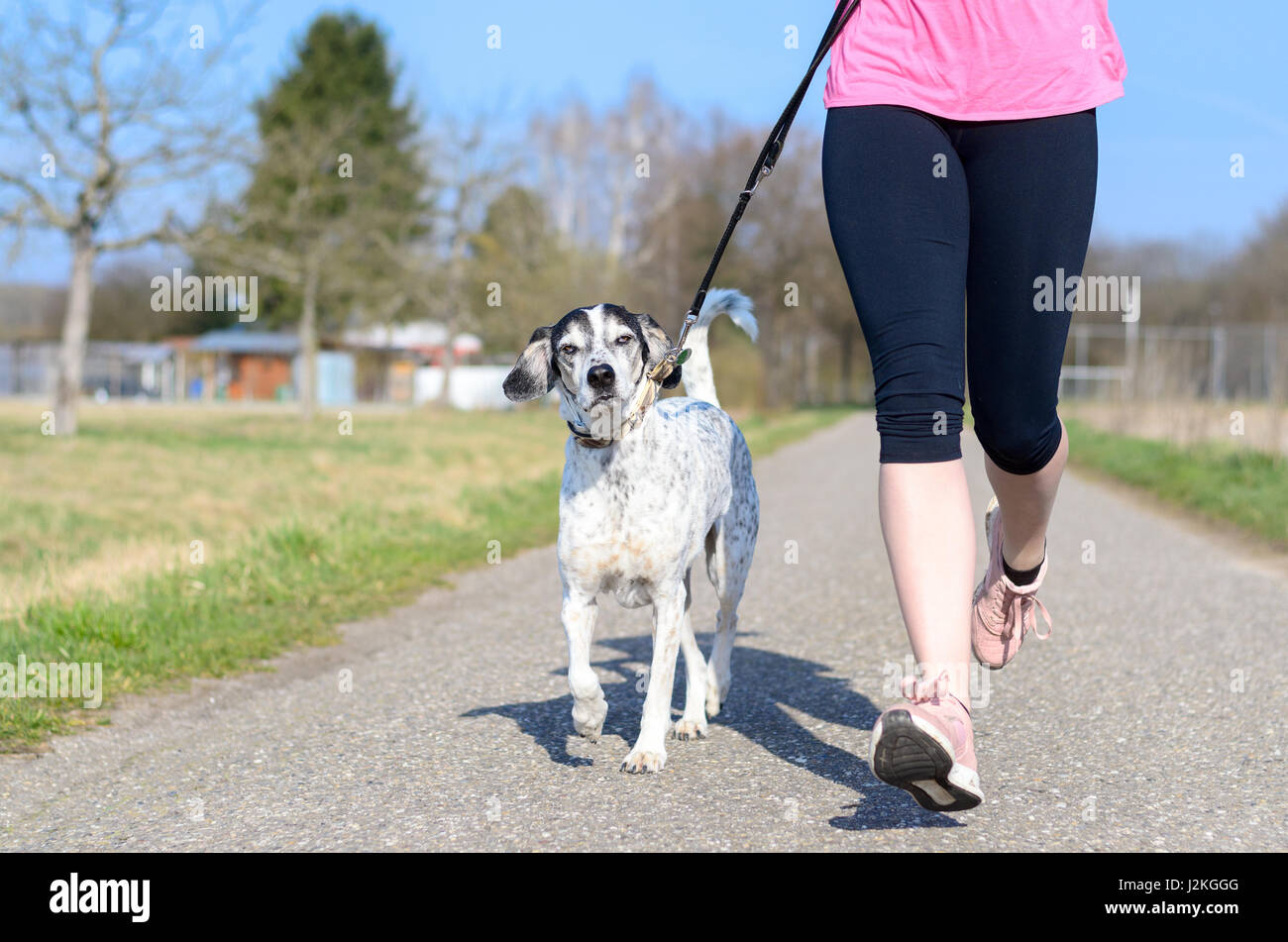 Passen sportliche junge Frau mit ihrem Hund auf einem Lead Joggen entlang einer ländlichen Gasse in der Sonne ausgeführt, Nahaufnahme der unteren Körperhälfte und das Tier Stockfoto