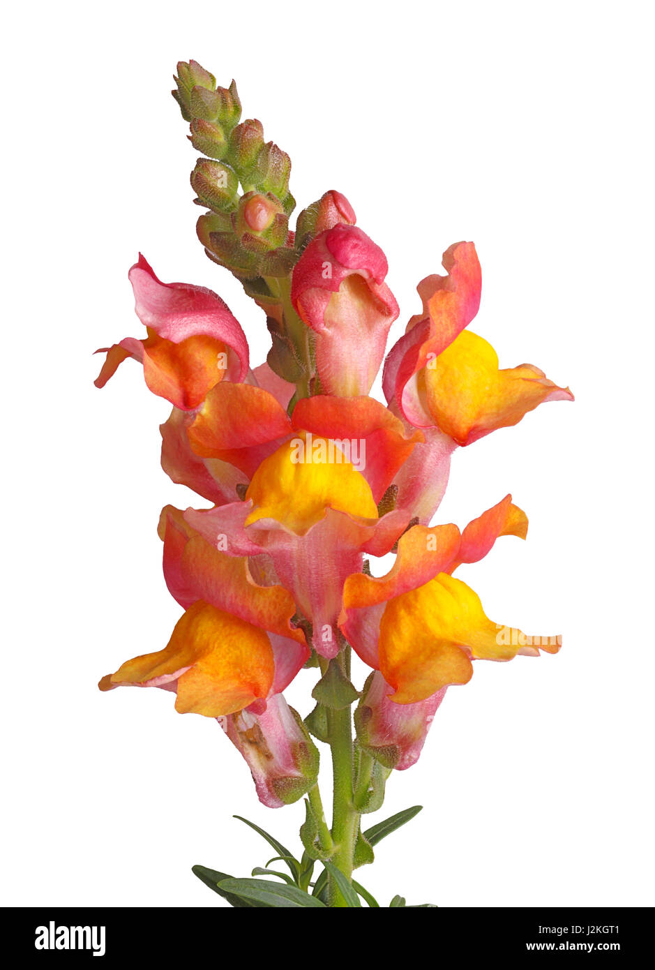 Nahaufnahme von gelb, rosa und orange Blüten von Löwenmaul (Antirrhinum Majus) vor einem weißen Hintergrund isoliert Stockfoto