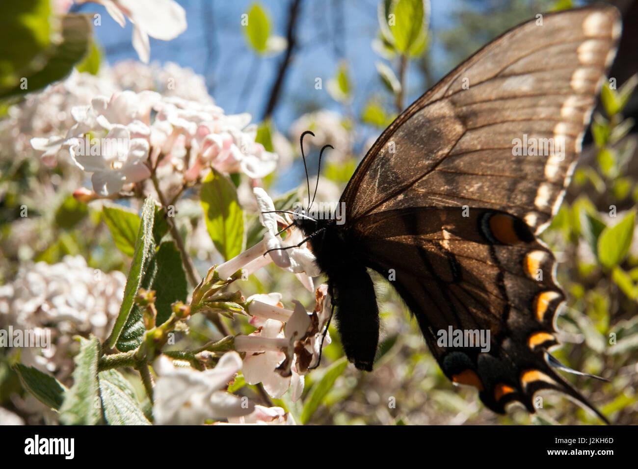 Östliche Tiger Schwalbenschwanz (Papilio Glaucus) Dark Morph - Brevard, North Carolina, USA Stockfoto