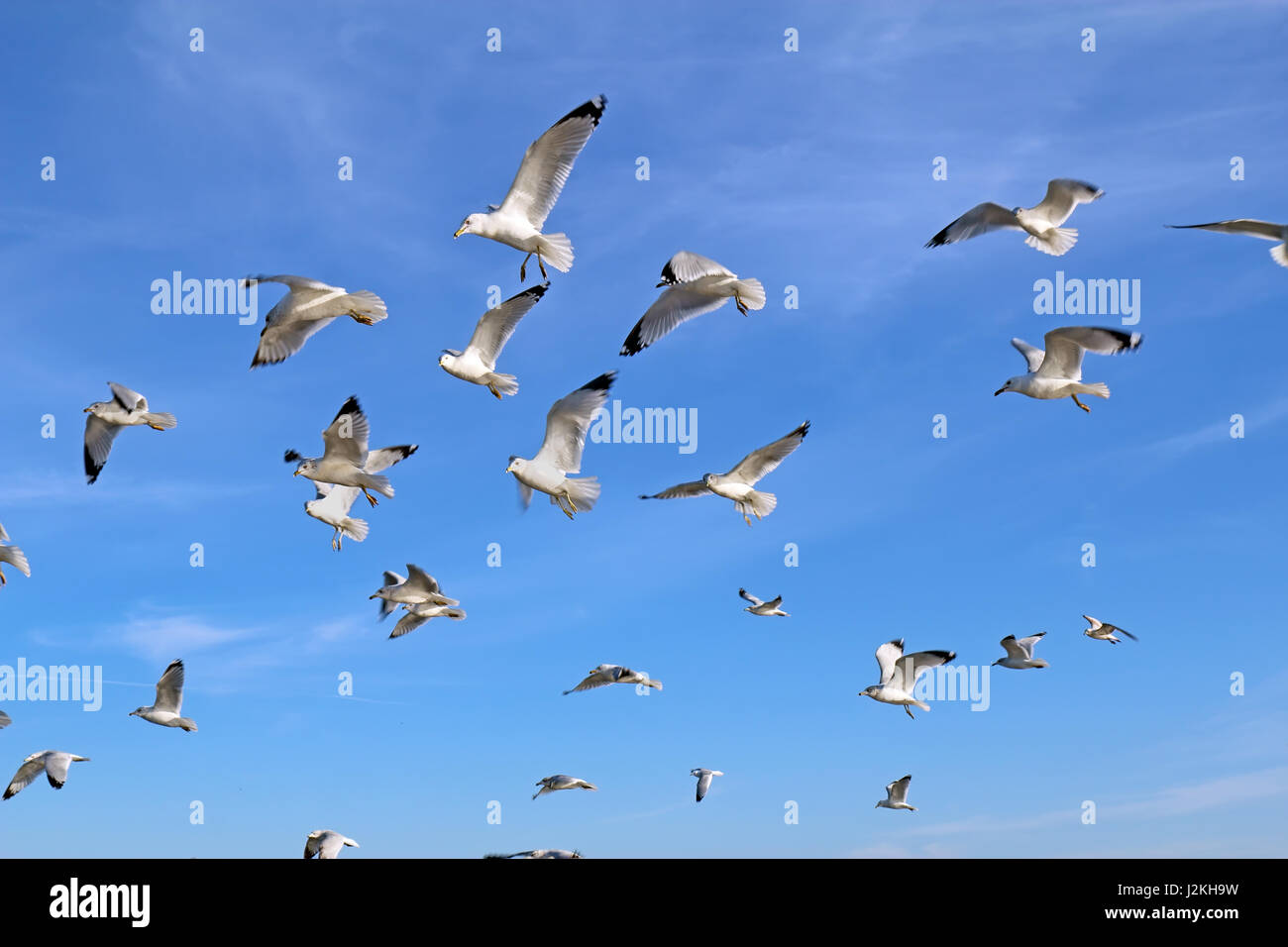 Ring-billed Möwen (Larus Delawarensis) auf der Flucht vor einem strahlend blauen Himmel mit weißen Cirrus-Wolken-Hintergrund Stockfoto