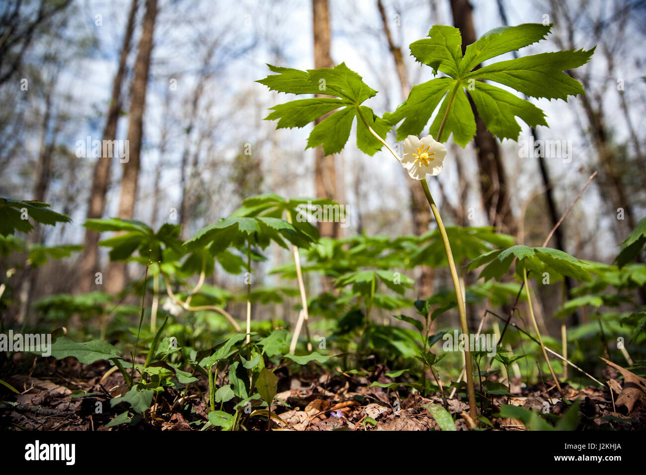 Mayapple (Podophyllum Peltatum) - Holmes pädagogische State Forest, Hendersonville, North Carolina, USA Stockfoto
