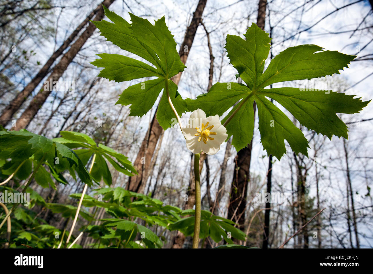 Mayapple (Podophyllum Peltatum) - Holmes pädagogische State Forest, Hendersonville, North Carolina, USA Stockfoto