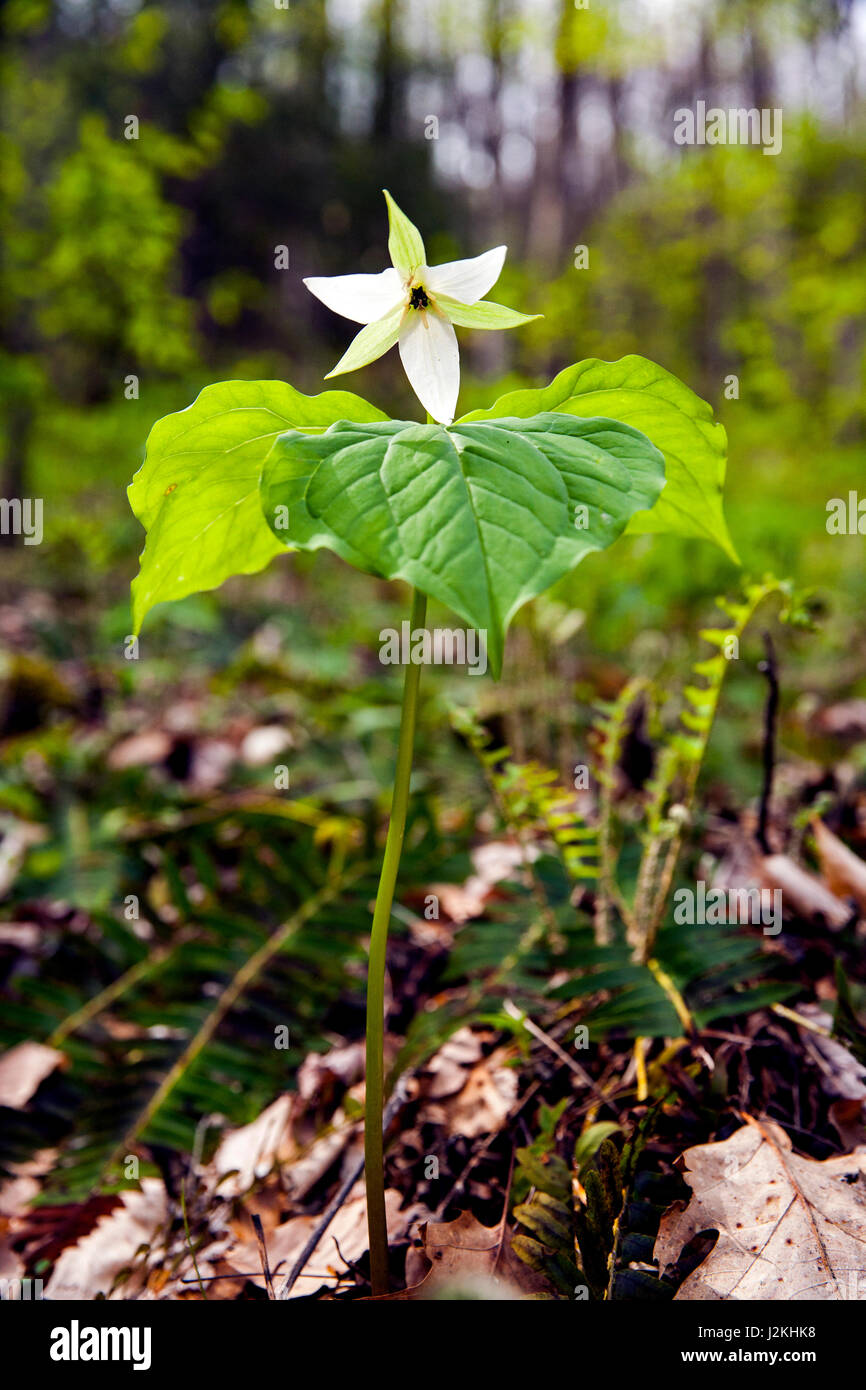 Weißes Trillium - pädagogische Staatswald Holmes Hendersonville, North Carolina, USA Stockfoto