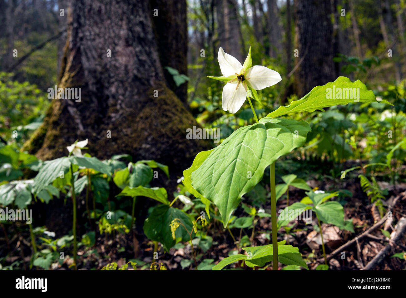 Weißes Trillium (normale DOF) - Holmes pädagogische Staatswald Hendersonville, North Carolina, USA Stockfoto