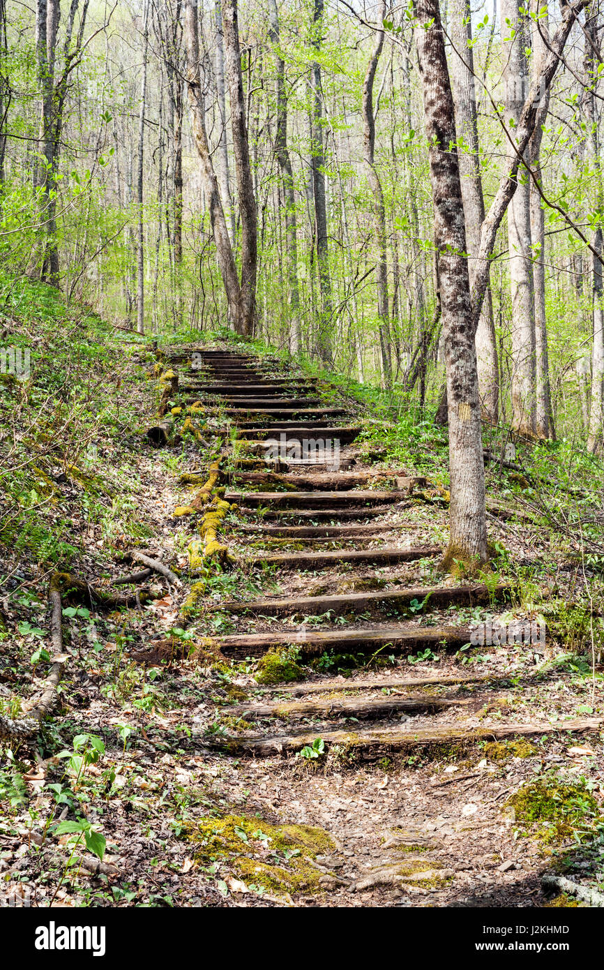 Trail am pädagogischen Staatswald Holmes - Hendersonville, North Carolina, USA Stockfoto