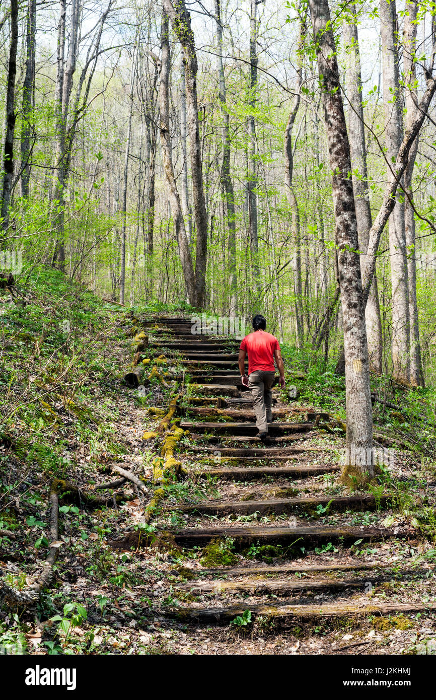 Trail am pädagogischen Staatswald Holmes - Hendersonville, North Carolina, USA Stockfoto