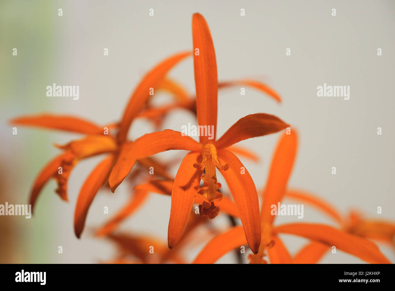 Orchidee Blume, laelia Stockfoto