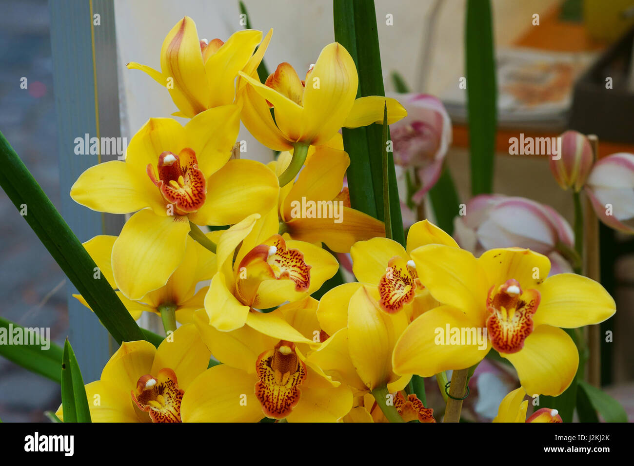 Orchidee Blume - gelbe Cybmidium Orchideen Stockfoto