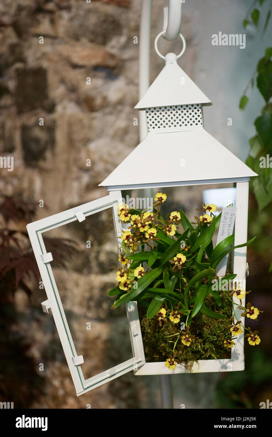 Oncidium, sphacelatum, Orchidee in Gas Lamp Stockfoto