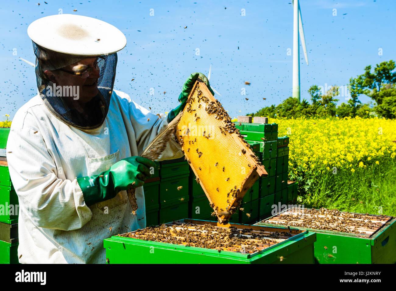 Imker halten Bienen und Waben Stockfoto