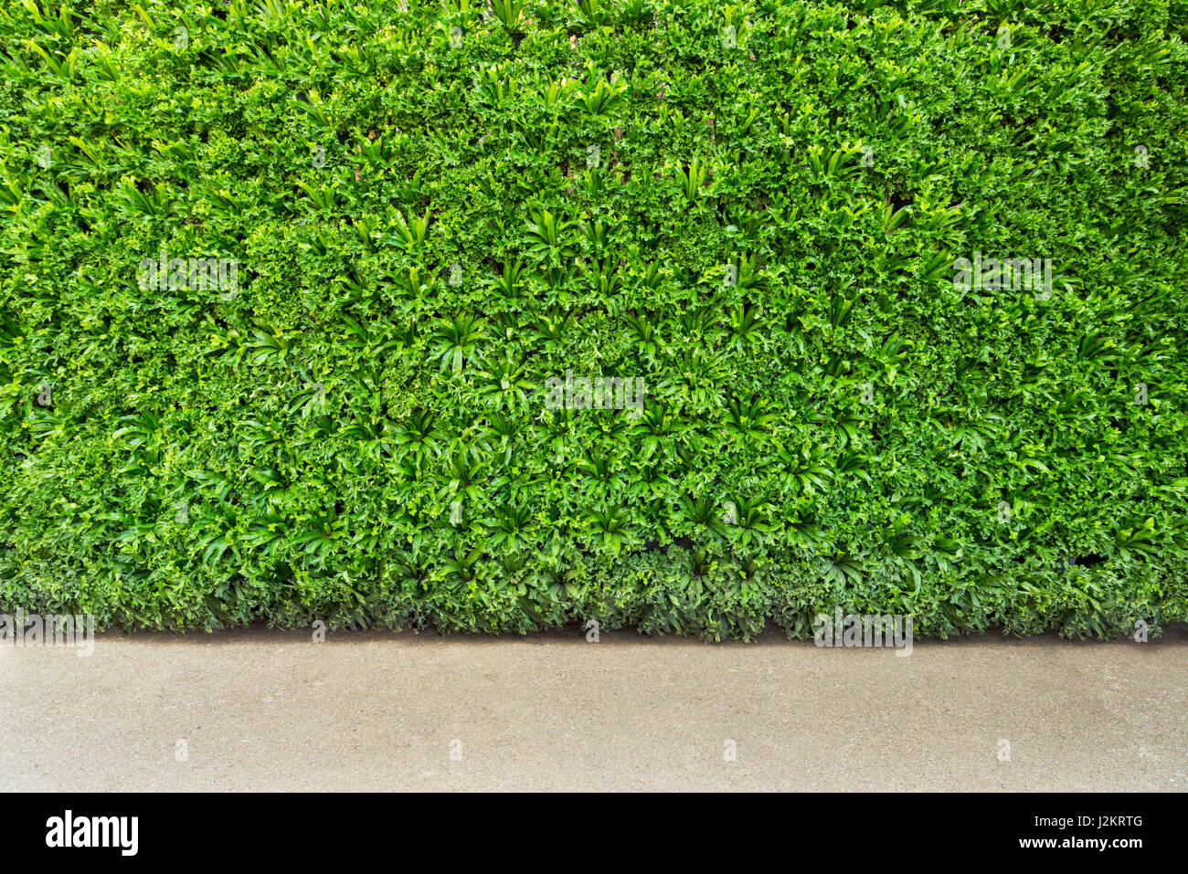 Schöne grüne Blatt Wand und Hintergrund Stockfoto