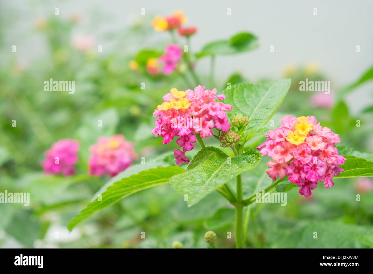 Lantana Camara Blumen, Kräuter und Heilpflanzen Blumen. Stockfoto