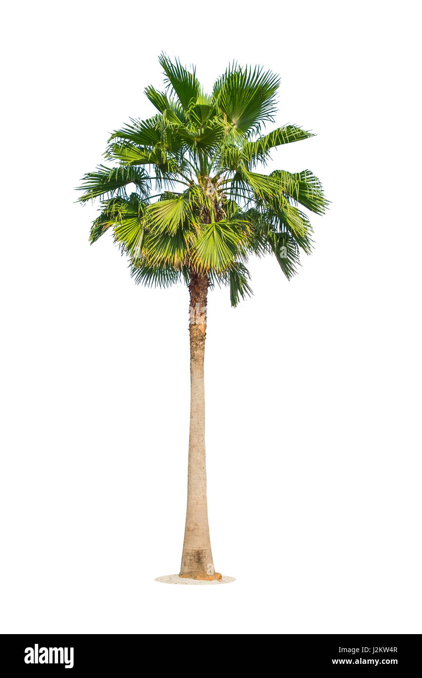 Palme, isoliert auf weißem Hintergrund. Clipping-Pfad enthalten Stockfoto