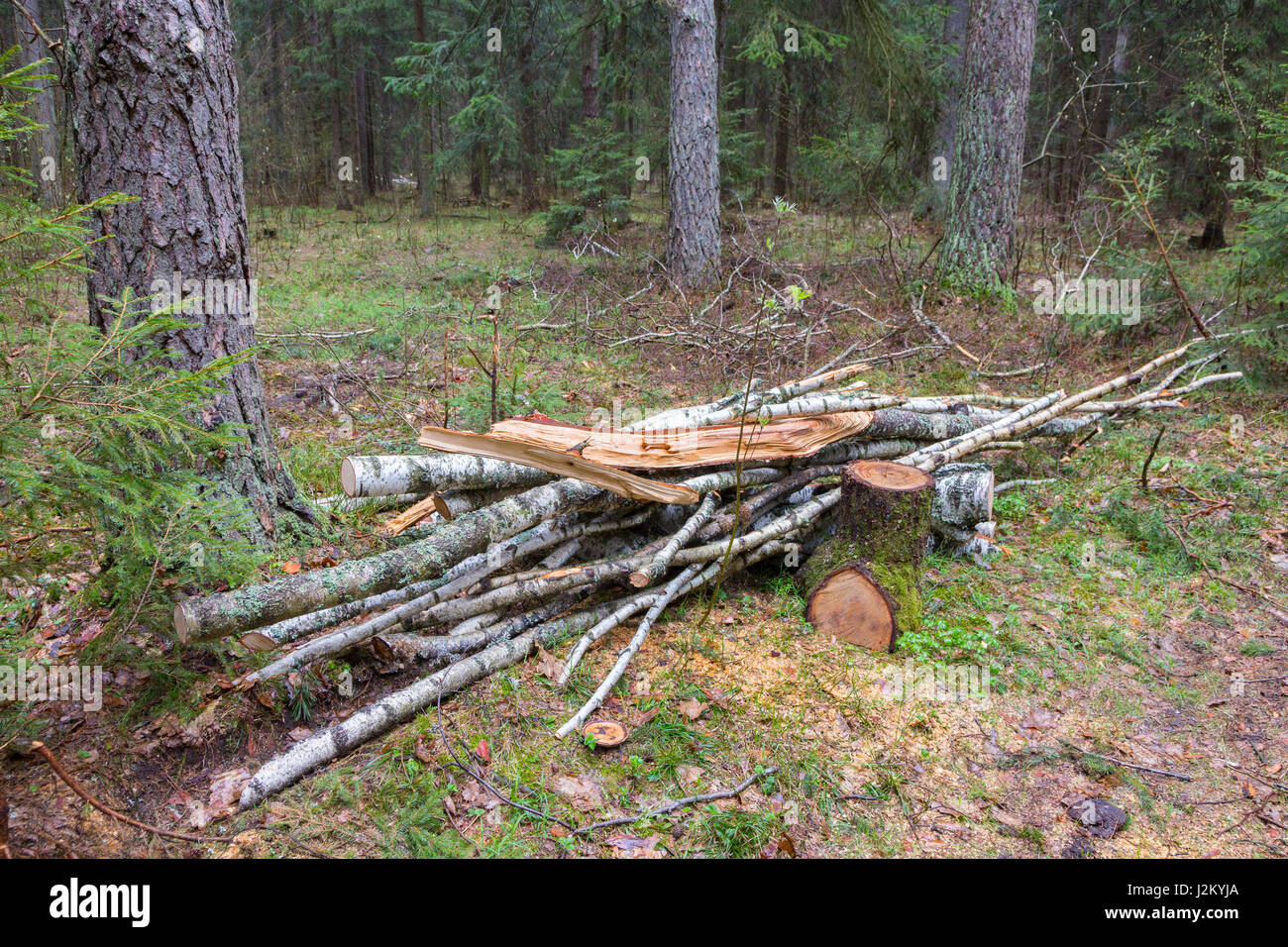 Kleinen Stapel Brennholz bereit liegen in Nadelwäldern Stand von Białowieża Wald, Polen, Europa Stockfoto